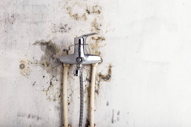 Best Kitchen Mold Remediation in Deer Park, IL