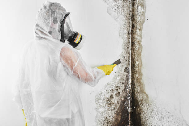 Best Commercial Mold Remediation in Deer Park, IL