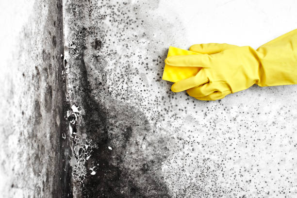 Best Post-Flood Mold Remediation in Deer Park, IL
