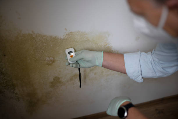 Best Residential Mold Remediation in Deer Park, IL