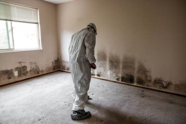 Best Bathroom Mold Remediation in Deer Park, IL