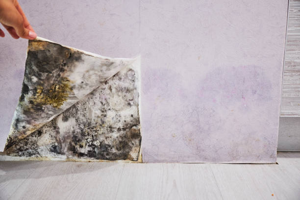 Best Basement Mold Remediation in Deer Park, IL